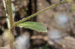 Michaux's saxifrage